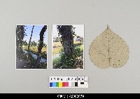 藏品(印尼布袋戲其他-菩提樹葉子)的圖片